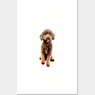 Mini Goldendoodle Doodle Dog Posters and Art